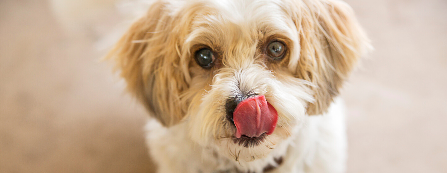 dog-behavior-series-1-why-do-dogs-lick-tip-pet